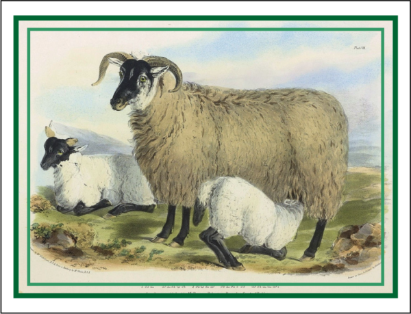 Thorwood ANL 015 Greeting Card