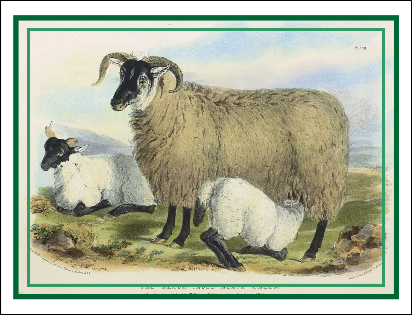 Thorwood ANL 015 Greeting Card