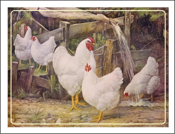 Thorwood BDS 009 Greeting Card