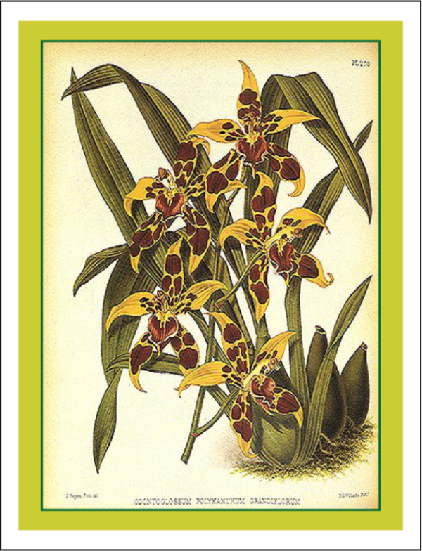 Thorwood HOR 013 Greeting Card
