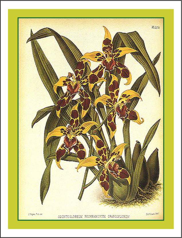 Thorwood HOR 013 Greeting Card
